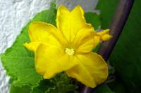 balconyflowers088-130824.jpg
