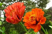 balconyflowers090-130824.jpg