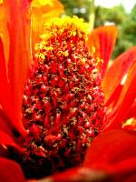 balconyflowers091-130826.jpg