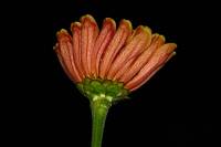 balconyflowers094-130828.jpg