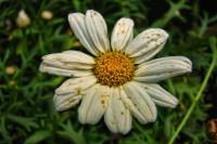balconyflowers123-130912.jpg