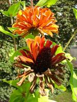 balconyflowers126-130913.jpg