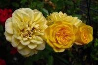 balconyflowers129-131011.jpg