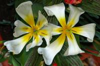 balconyflowers084-140417.jpg