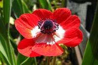 balconyflowers085-140420.jpg