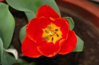 balconyflowers088-140420.jpg