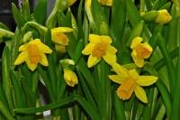 balconyflowers089-140421.jpg