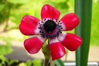 balconyflowers091-140422.jpg