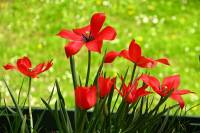 balconyflowers093-140422.jpg