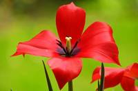 balconyflowers094-140422.jpg