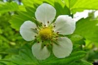 balconyflowers095-140422.jpg
