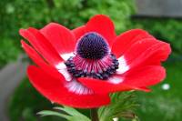 balconyflowers108-140425.jpg