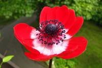 balconyflowers113-140501.jpg