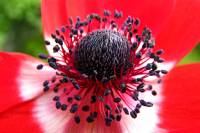 balconyflowers114-140501.jpg