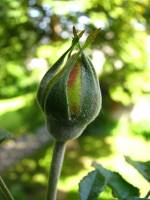 balconyflowers116-140505.jpg