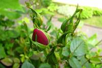 balconyflowers132-140520.jpg