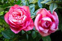balconyflowers133-140520.jpg