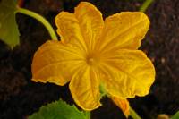 balconyflowers134-140521.jpg