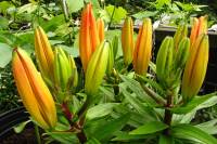 balconyflowers135-140521.jpg
