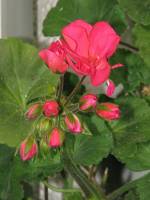 balconyflowers136-140521.jpg