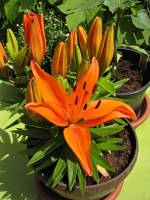 balconyflowers138-140522.jpg