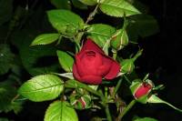 balconyflowers140-140522.jpg