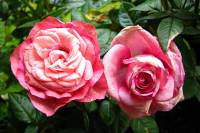 balconyflowers144-140523.jpg