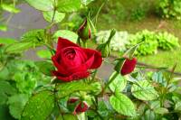 balconyflowers145-140523.jpg