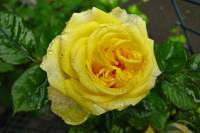 balconyflowers146-140523.jpg