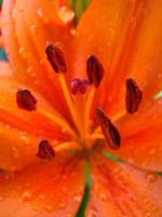 balconyflowers147-140523.jpg