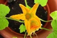 balconyflowers148-140524.jpg
