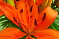 balconyflowers149-140524.jpg