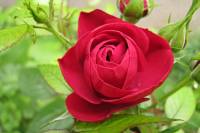 balconyflowers150-140524.jpg