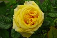 balconyflowers151-140524.jpg