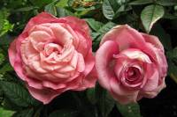 balconyflowers152-140524.jpg