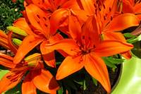 balconyflowers154-140525.jpg