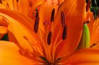 balconyflowers155-140525.jpg