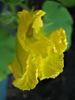 balconyflowers156-140525.jpg