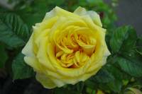 balconyflowers158-140525.jpg