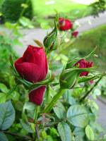 balconyflowers159-140525.jpg