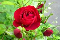 balconyflowers160-140525.jpg