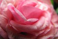 balconyflowers163-140526.jpg