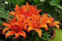 balconyflowers164-140527.jpg