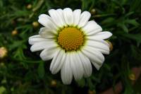 balconyflowers165-140530.jpg