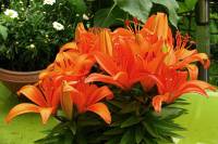 balconyflowers166-140530.jpg