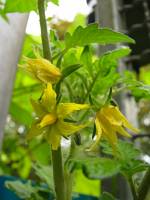 balconyflowers204-140604.jpg