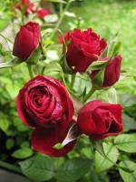 balconyflowers206-140604.jpg