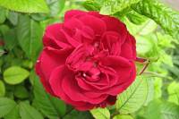 balconyflowers207-140604.jpg