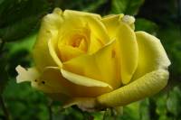 balconyflowers208-140604.jpg