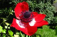 balconyflowers209-140606.jpg